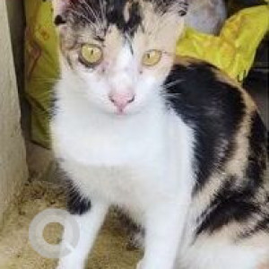 Missing: Black and White Female Indie Cat from Ayanavaram