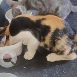 Missing: Black and White Female Indie Cat from Ayanavaram-2