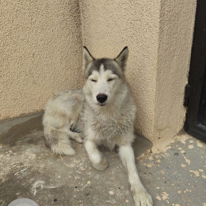 Found: White and Grey Female Husky Dog from Vasanthapura temple uttarahalli main road-3