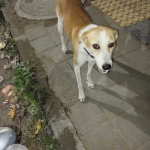 Found: White-Brown Mix Female Indie Dog from Wisdom Park Balewadi Near Mitcon