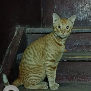 Missing: Orange Male Indie Cat from Salunkhe Vihar Road  near Badhai Sweets