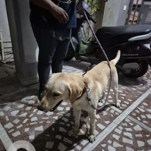 Found: White Male Labrador Dog from Jyothi Theatre, Bollaram-3