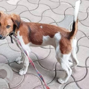 Missing: White-Brown Mix Male Indie Dog from Karvenagar Vitthal mandir-2