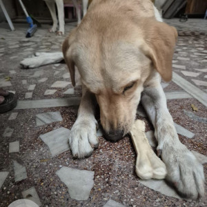 Found: White Male Labrador Dog from Jyothi Theatre, Bollaram