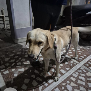 Found: White Male Labrador Dog from Jyothi Theatre, Bollaram-2