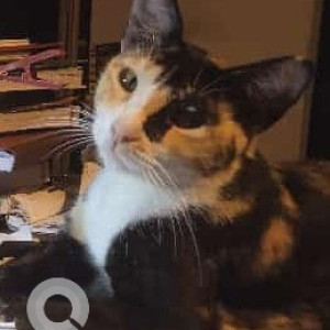 Missing: Black and White Male Calico Cat from 25/1 Convent road