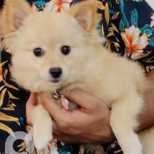 Missing: White Female German Spitz Dog from Badem Anjuna