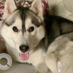 Missing: White and Grey Female Husky Dog from Chandigarh