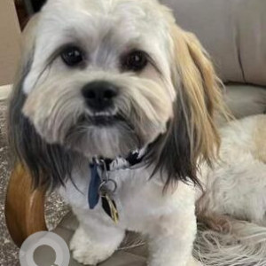 Missing: White and Grey Male Shih Tzu Dog from Balch Springs, Texas