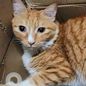 Missing: Orange Female Indie Cat from Kausar Baugh Kondhwa Khurd-2