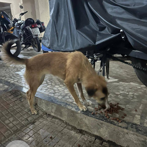 Found: White-Brown Mix Female Indie Dog from Borivali  East-3