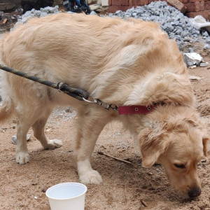 Found: Brown Male golden Dog from RK Puram Flyover