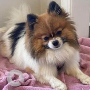 Missing: White-Brown Mix Female Shih Tzu Dog from Maury County., Tennessee