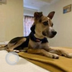 Missing: Black and Brown Male Indie Dog from Kamakshi Palya market-2