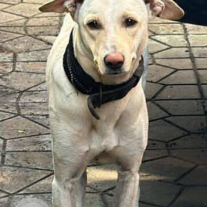 Found: White Male Indie Dog from Malad West-2