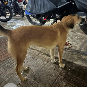 Found: White-Brown Mix Female Indie Dog from Borivali  East-2