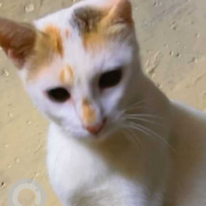 Missing: White-Brown Mix Female Indie Cat from Kannamwar Nagar Vikhroli