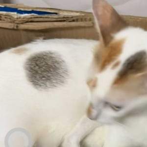 Missing: White-Brown Mix Female Indie Cat from Kannamwar Nagar Vikhroli-2
