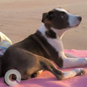 Missing: White-Brown Mix Male Indie Dog from Marve malad west-2