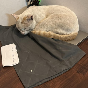 Missing: White Male Indie Cat from Kharadi-2