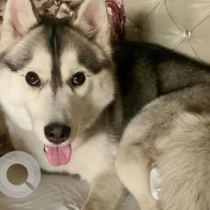 Missing: White and Grey Female Husky Dog from Mani Majra, Chandigah