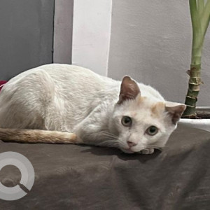 Missing: White Male Indie Cat from Kharadi