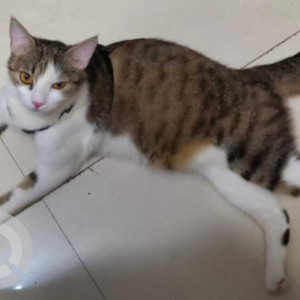 Missing: White-Brown Mix Female Indie Cat from Happy Paw Boarding Stay near Shadigudde Bus Stand on Pareka Road, Udupi