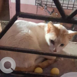 Found: White-Brown Mix Female Indie Cat from Sector 20 dr kartik wali building ridhi sidhi-2