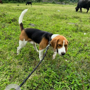 Found: White-Brown Mix Male Beagle Dog from Gaimukh Gaon, Thane West, Thane, Maharashtra