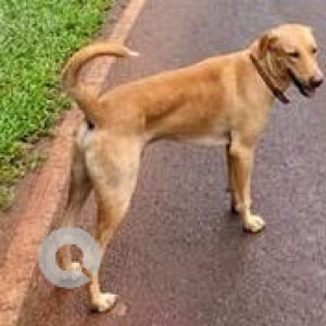 Missing: White-Brown Mix Male Indie Dog from Nachinola near Jagbai temple-2