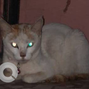 Found: White-Brown Mix Female Indie Cat from Sector 20 dr kartik wali building ridhi sidhi