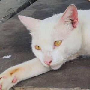 Missing: White Male Indie Cat from Koperkhairane Sector 12-E-2