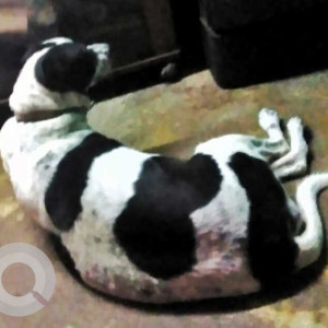 Missing: Black and White Female Indie Dog from Little Mount, Saidapet