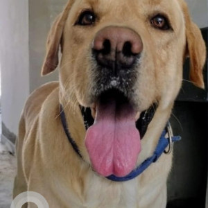 Missing: White Male Labrador Dog from Little Lily's School Mahalakshmi layout