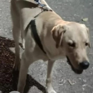 Missing: White Male Labrador Dog from Little Lily's School Mahalakshmi layout-2