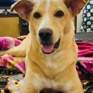 Missing: White-Brown Mix Male Indie Dog from Bijnor