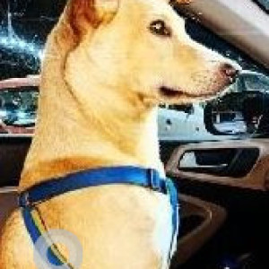 Missing: White-Brown Mix Male Indie Dog from Bijnor-2