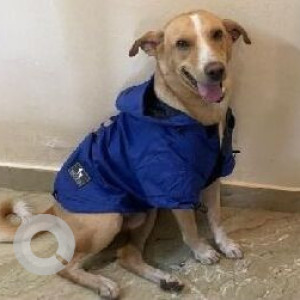 Missing: White-Brown Mix Male Indie Dog from Bijnor-4