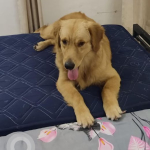 Missing: Golden Male Golden Retriever Dog from Agra- Jaipur Highway