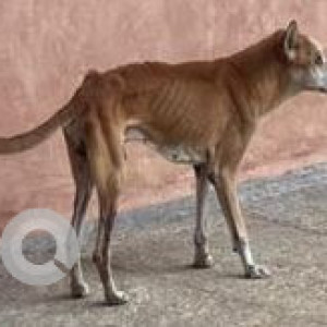 Missing: White-Brown Mix Male Indie Dog from Kotturpuram-3