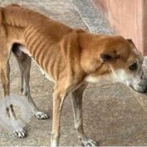 Missing: White-Brown Mix Male Indie Dog from Kotturpuram