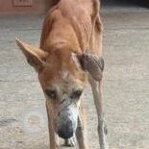 Missing: White-Brown Mix Male Indie Dog from Kotturpuram-2
