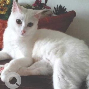 Missing: White Female Indie Cat from Kunde Complex, Borda Margao