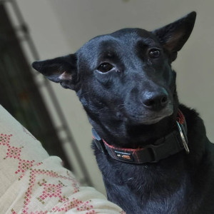 Missing: Black Female Indie Dog from 6th street Rajaji Nagar Villivakkam Chennai