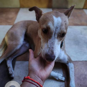 Missing: White-Brown Mix Female Indie Dog from Walvekarnagar, Sahakarnagar