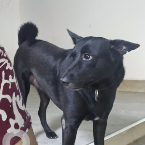 Missing: Black Female Indie Dog from 6th street Rajaji Nagar Villivakkam Chennai-2