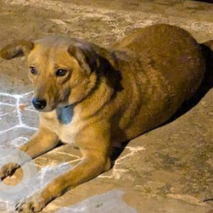 Found: Brown Female Indie Dog from Postal Colony, Sanjay Nagar