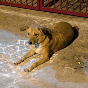 Missing: Brown Female Indie Dog from Postal Colony, Sanjay Nagar