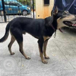 Found: Black Male Indie Dog from 13th main, 31st cross, Banashankari 2nd stage-2