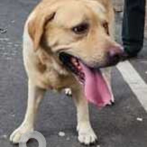 Found: White-Brown Mix Male Labrador Dog from Valmiki Nagar, Thiruvanmiyur